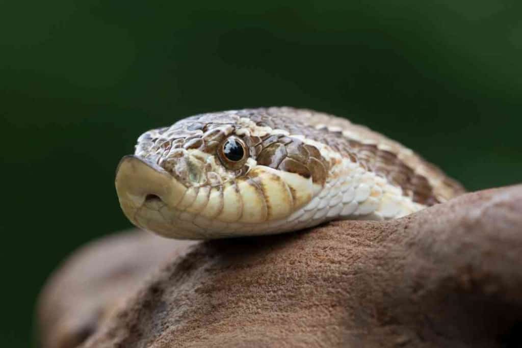 What are the friendliest pet snakes 6 Top 7 Friendliest Pet Snakes [And Why They’re Great!]
