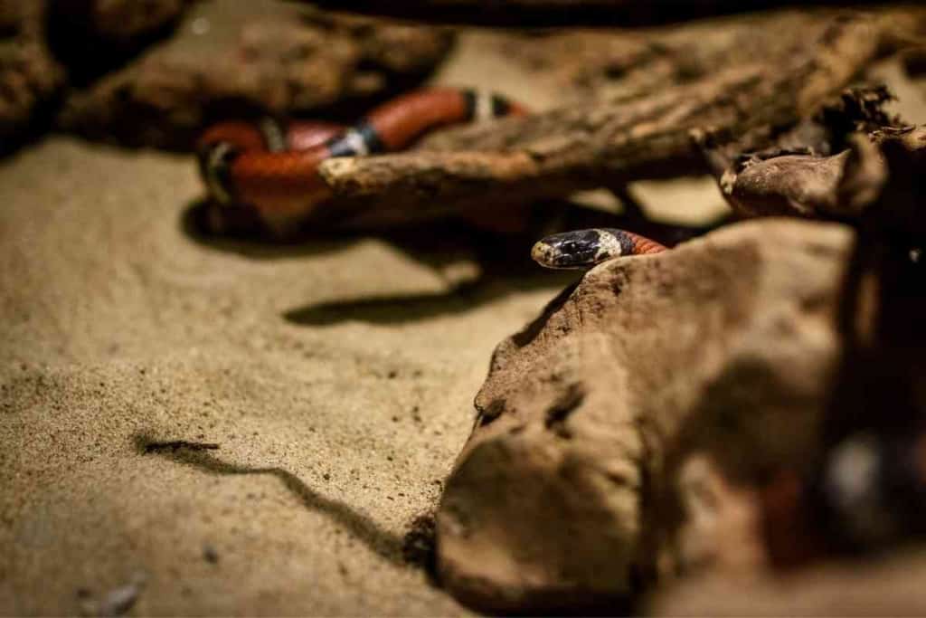 What are the friendliest pet snakes 7 Top 7 Friendliest Pet Snakes [And Why They’re Great!]