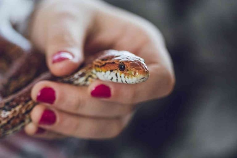 Top 7 Friendliest Pet Snakes [And Why They’re Great!]