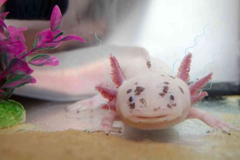 Why Do Axolotls Flap Their Gills? And What It Means!