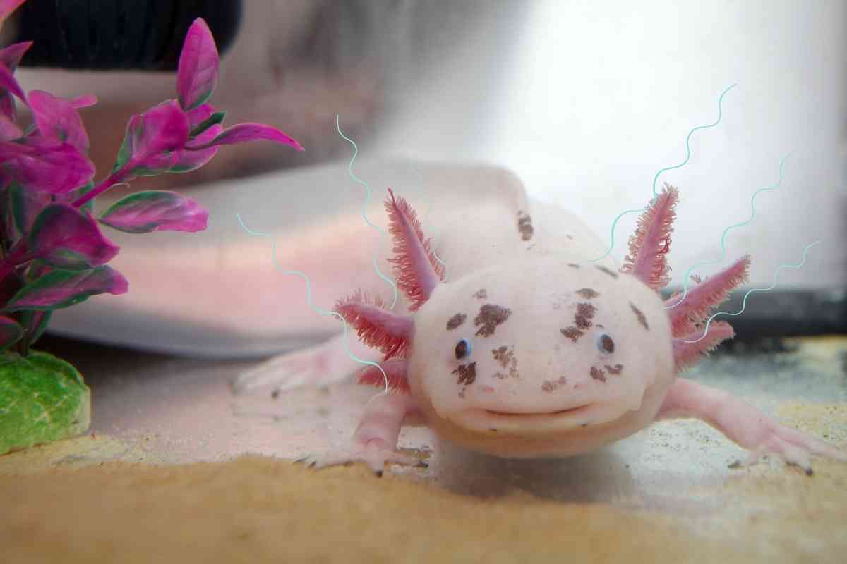 why-do-axolotls-flap-their-gills-and-what-it-means-embora-pets