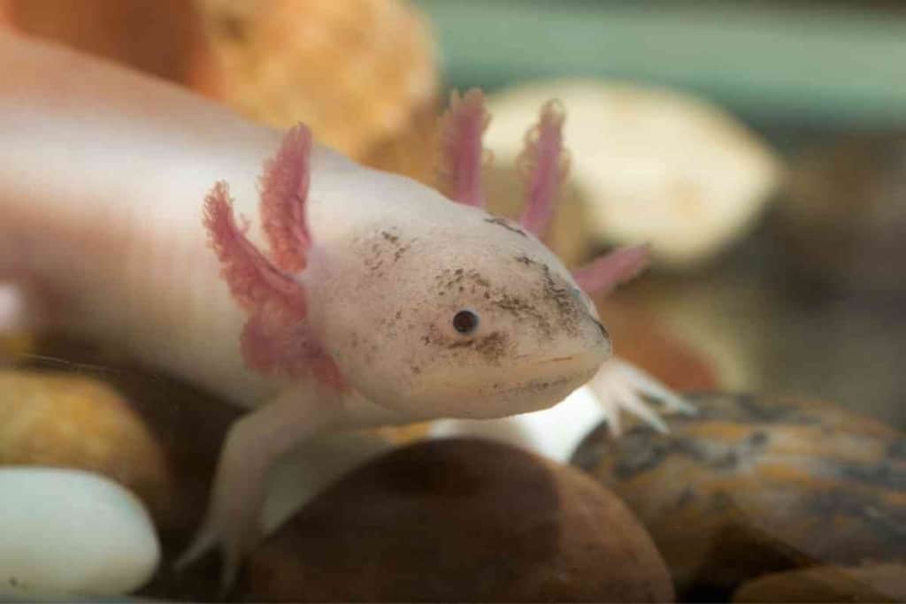 Why Do Axolotls Flap Their Gills 1 Why Do Axolotls Flap Their Gills? And What It Means!