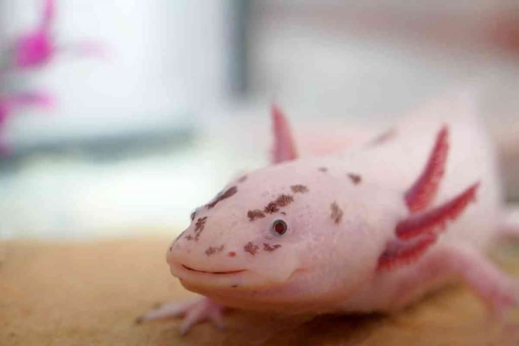Why Do Axolotls Flap Their Gills 2 Why Do Axolotls Flap Their Gills? And What It Means!