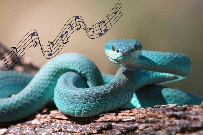 Can Snakes Hear Music? [What Do They Like Best?]