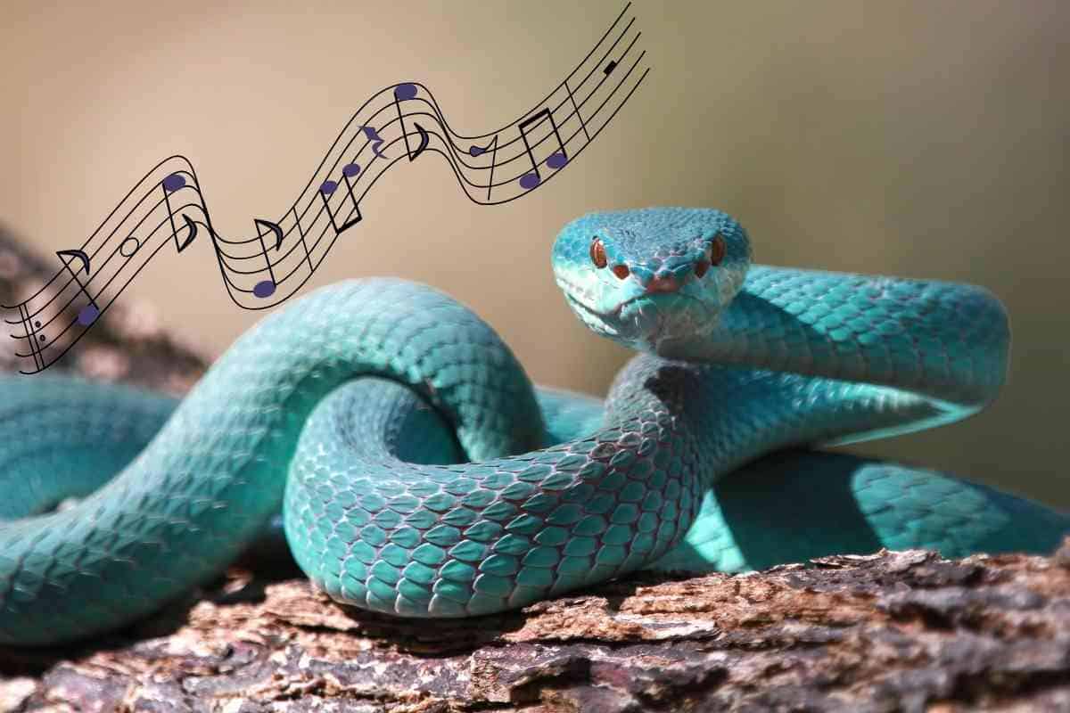 can-snakes-hear-music-what-do-they-like-best-embora-pets