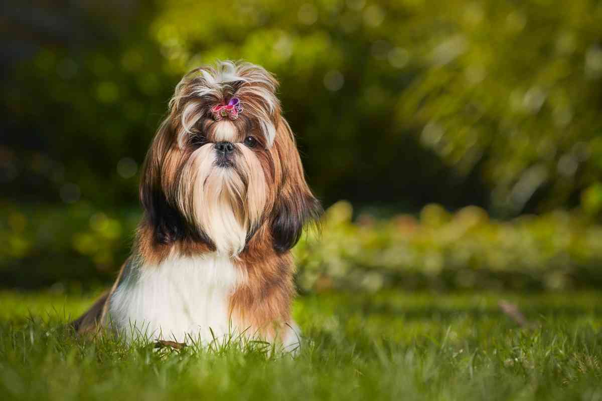 Are Shih Tzus Aggressive? The Truth! - Embora Pets