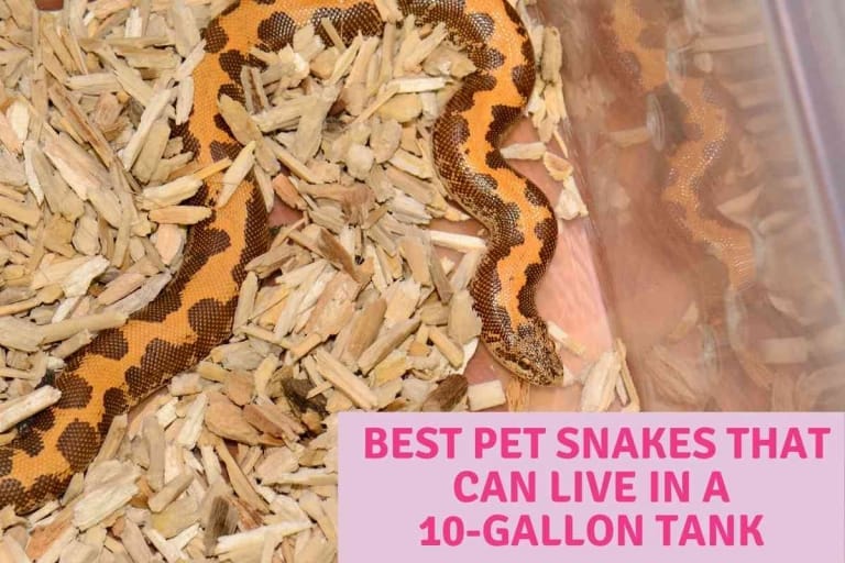 5 Best Pet Snakes That Can Live In A 10-Gallon Tank