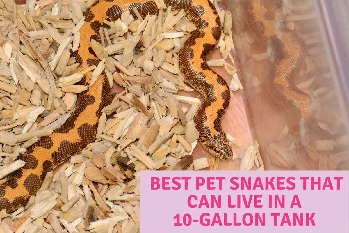 5 Best Pet Snakes That Can Live In A 10Gallon Tank Embora Pets
