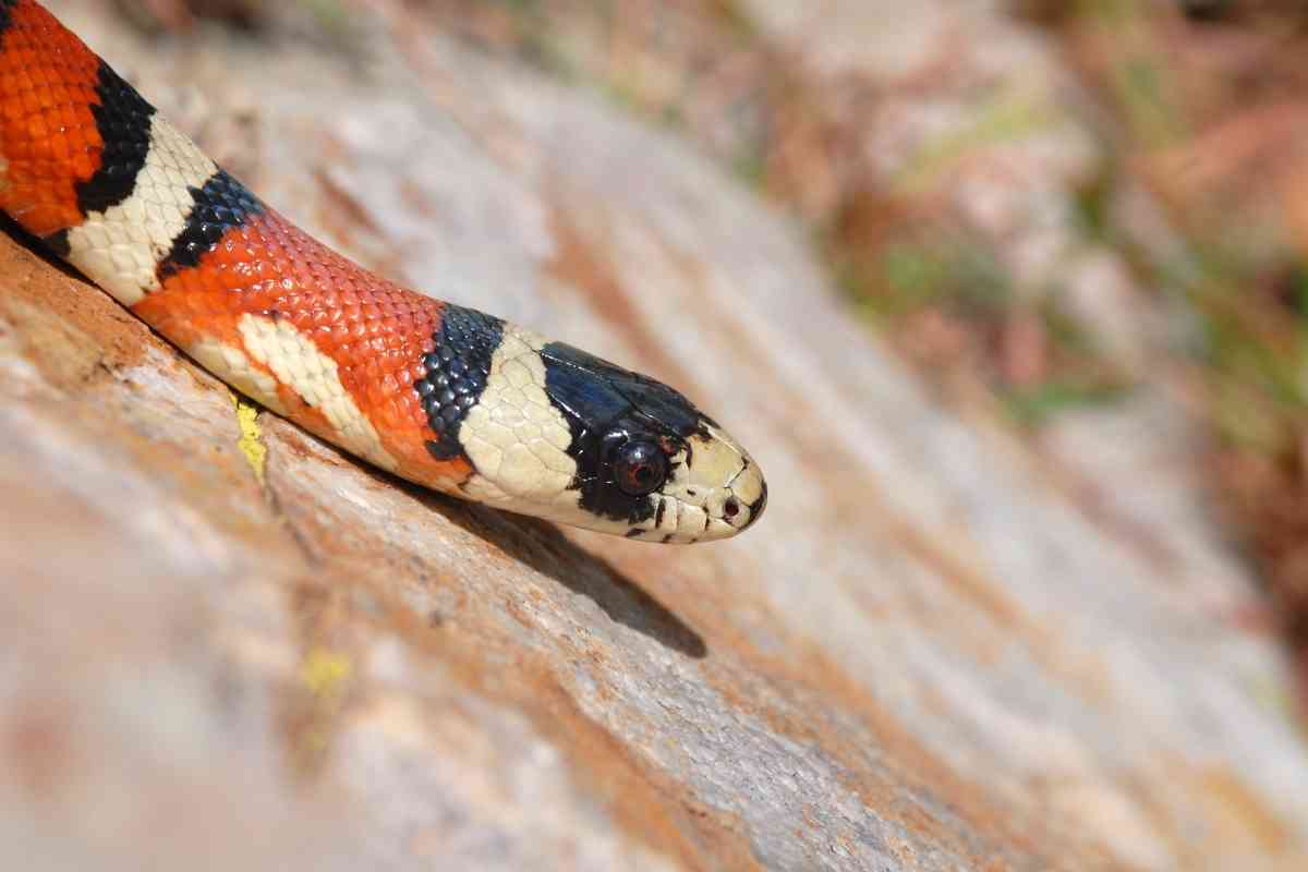 7 Best Pet Snakes With No Teeth - Embora Pets