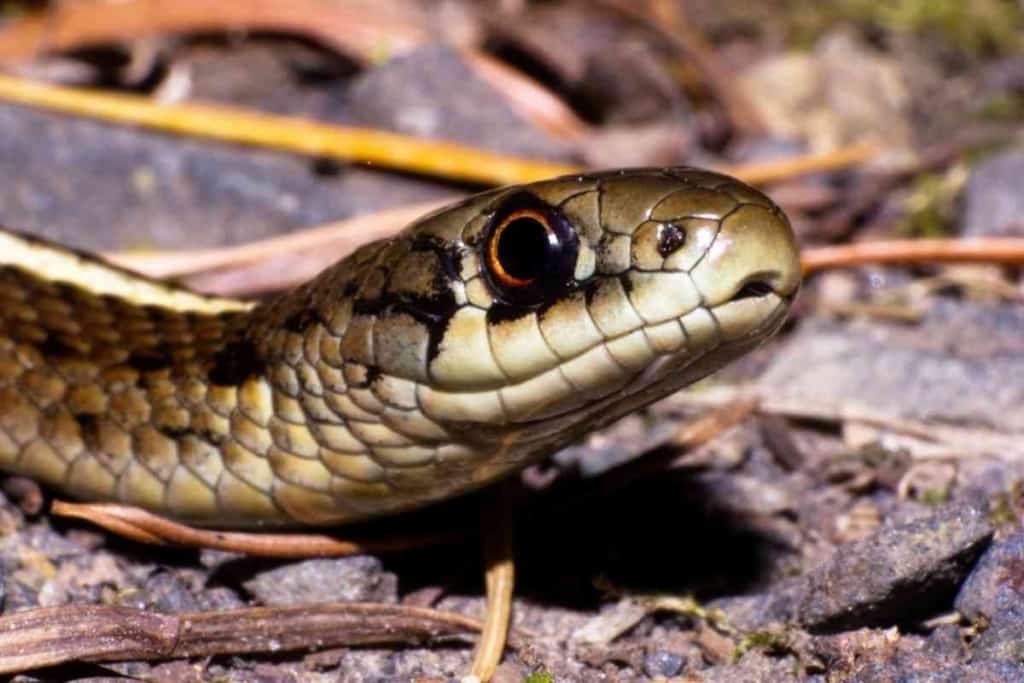 Best Pet Snakes With No Teeth 2 7 Best Pet Snakes With No Teeth