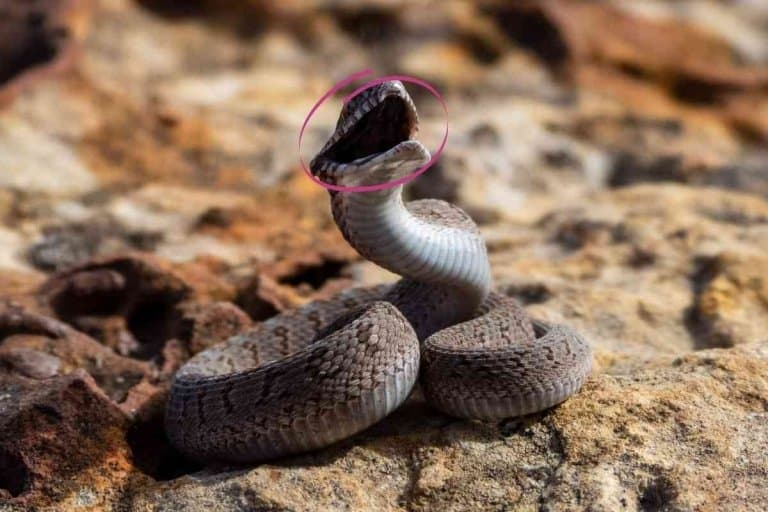 7 Best Pet Snakes With No Teeth