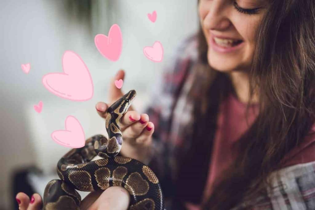Can Snakes Love Their Owners 1 Can Snakes Love Their Owners? 5 Relationship-Building Tips
