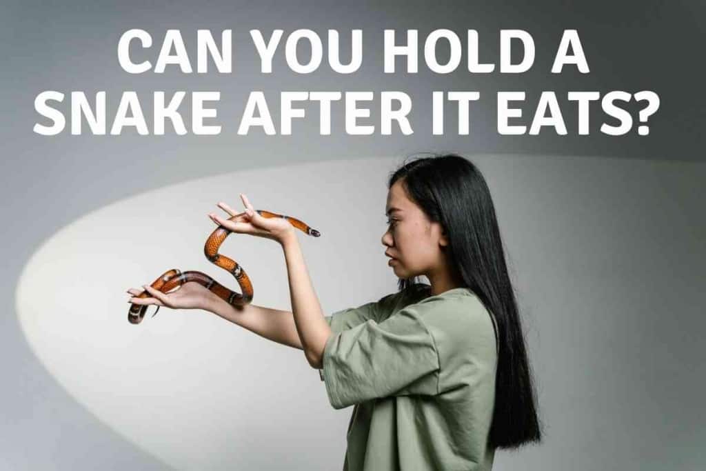 Can You Hold A Snake After It Eats 1 Can You Hold A Snake After It Eats? [Best Practices]