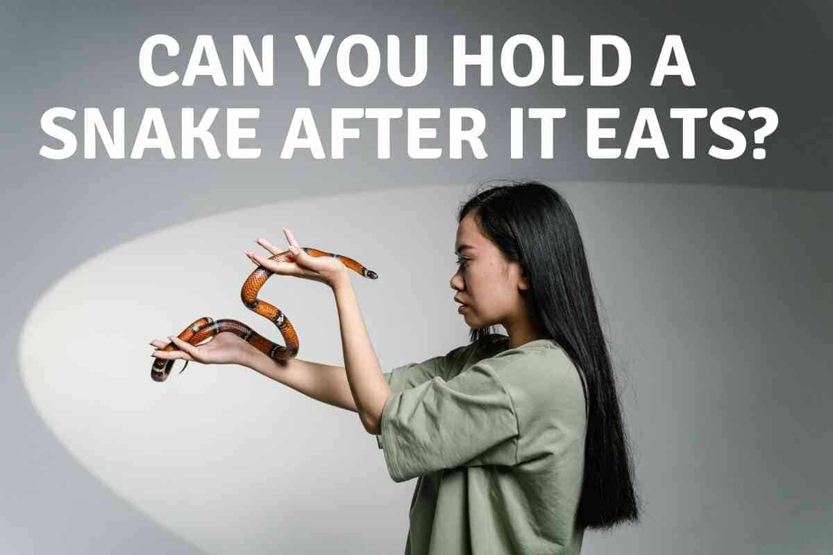 Can You Hold A Snake After It Eats Best Practices Embora Pets