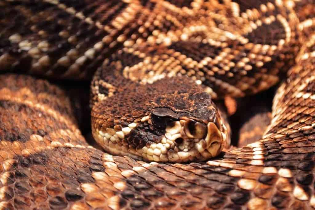 can you survive a rattlesnake bite