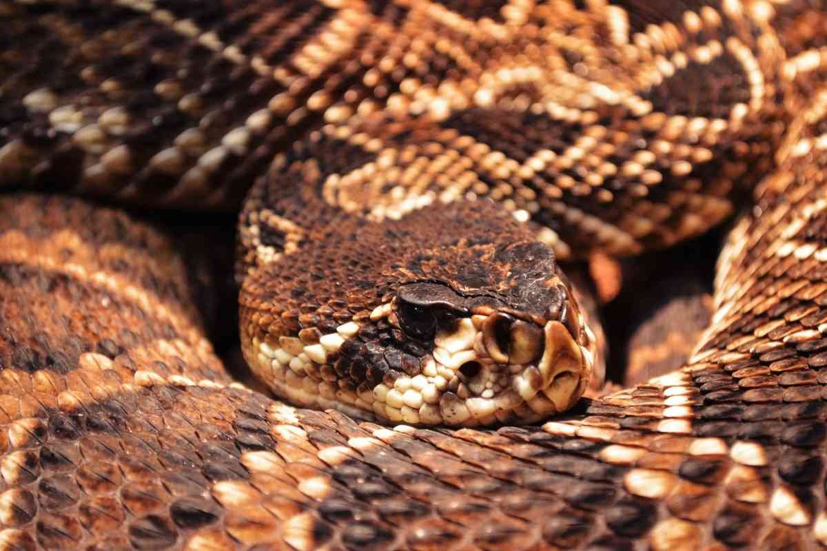 Can You Survive A Rattle Snake Bite Without Treatment? Embora Pets