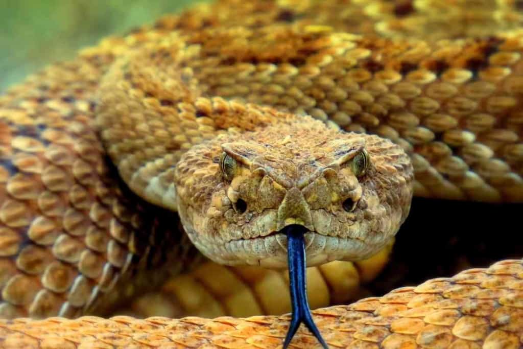 Can You Survive A Rattle Snake Bite Without Treatment 2 Can You Survive A Rattle Snake Bite Without Treatment?