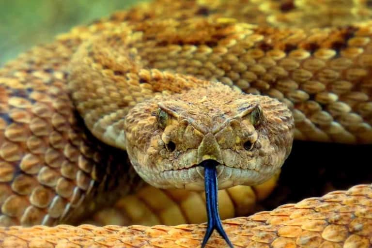 Can You Survive A Rattle Snake Bite Without Treatment?