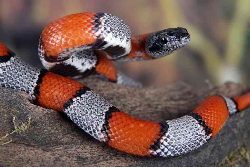 Differences Between Milk Snakes and Coral Snakes 1 1 5 Key Differences Between Milk Snakes and Coral Snakes