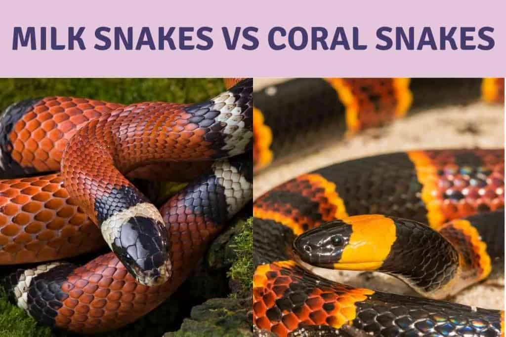 Differences Between Milk Snakes and Coral Snakes 1 8 Key Differences Between Milk Snakes And Coral Snakes