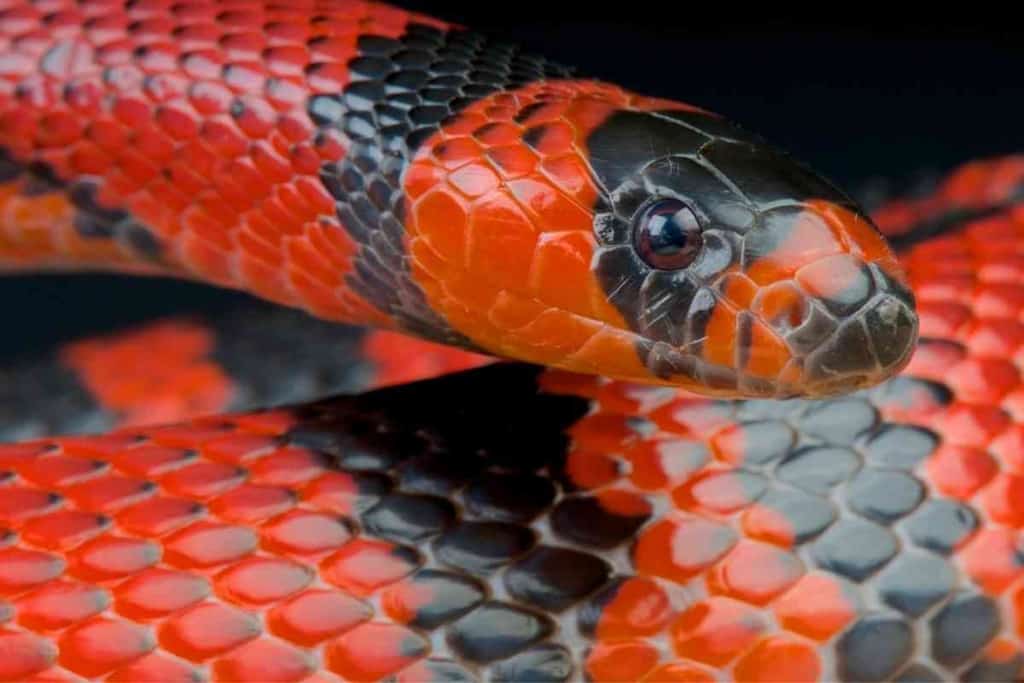 Differences Between Milk Snakes and Coral Snakes 2 5 Key Differences Between Milk Snakes and Coral Snakes