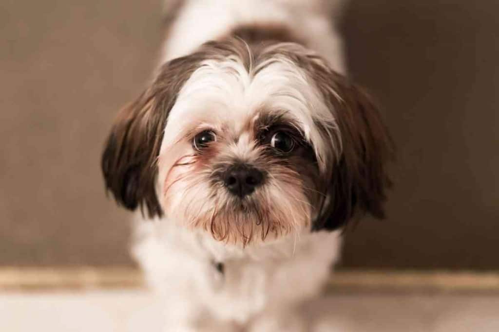 Do Shih Tzus Bark A Lot 1 1 Do Shih Tzus Bark A Lot? Get Peace In Your Home Again!
