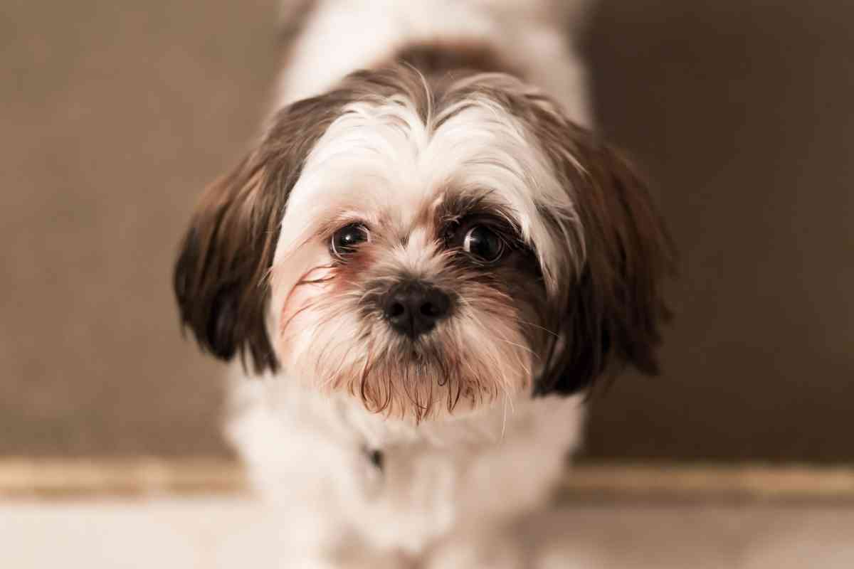 Do Shih Tzus Bark A Lot? Get Peace In Your Home Again! Embora Pets