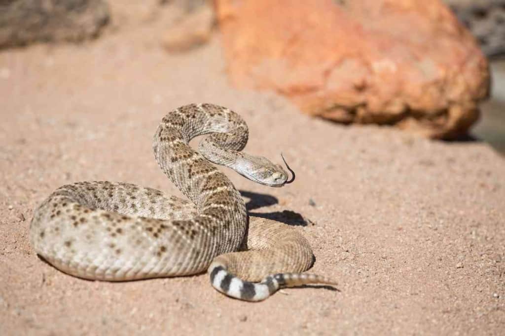Gopher Snake Vs Rattlesnake 1 1 Gopher Snake Vs Rattlesnake: 10 Key Differences Explained