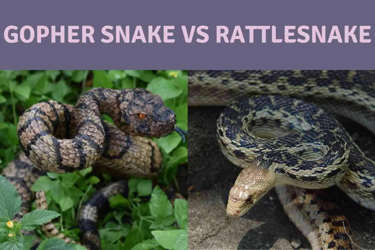 Difference Between Gopher And Rattlesnake