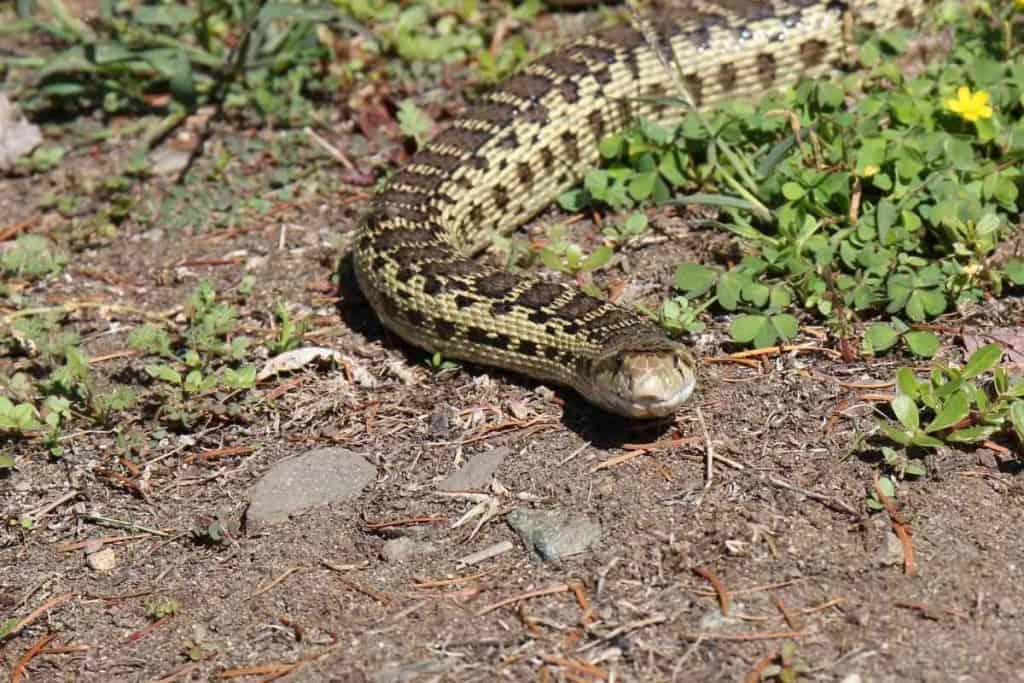 Gopher Snake Vs Rattlesnake 2 Gopher Snake Vs Rattlesnake: 15 Key Differences Explained