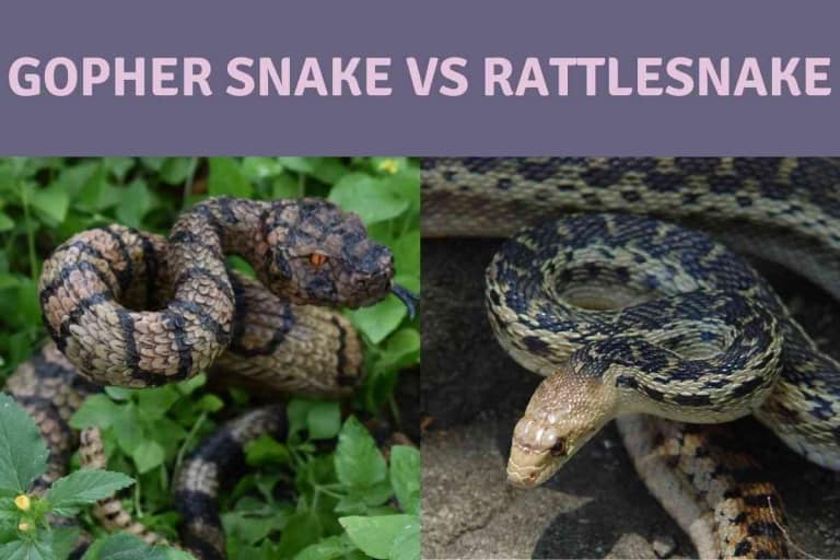 Gopher Snake Vs Rattlesnake: 15 Key Differences Explained