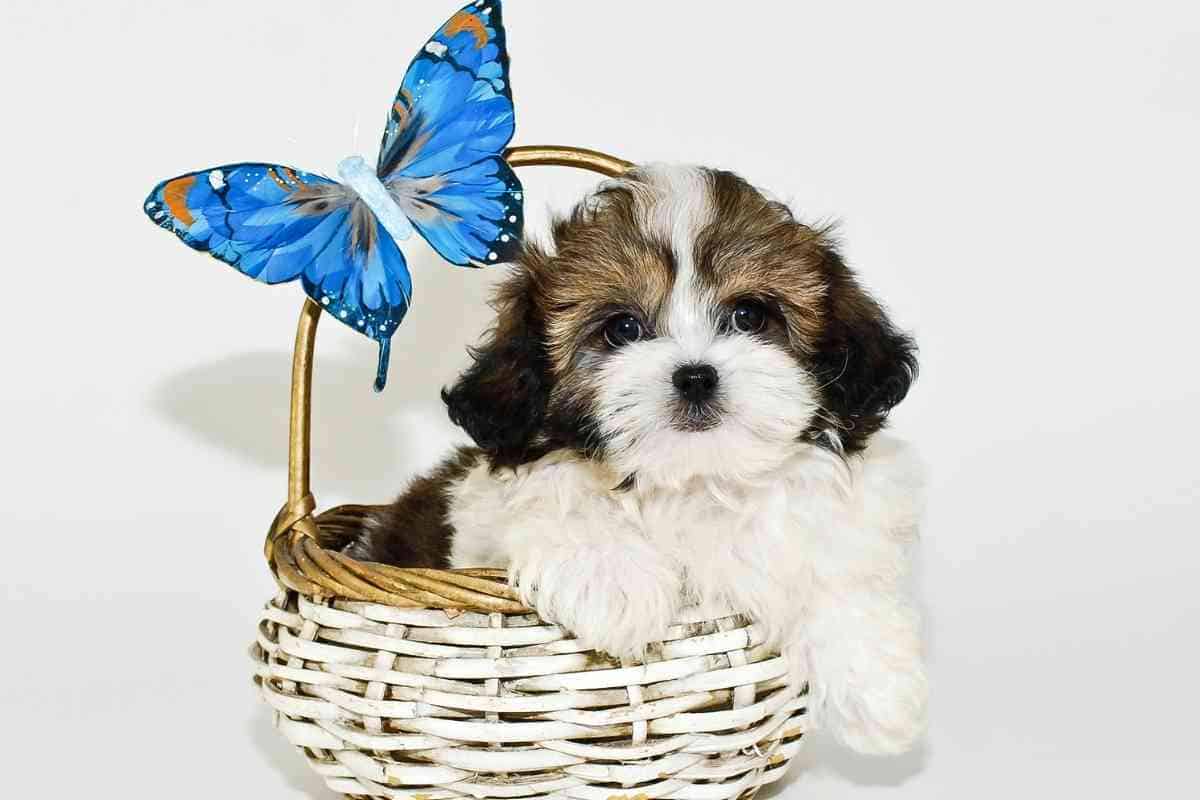 How Big Do Shih Tzus Get Healthy Growth Management Embora Pets
