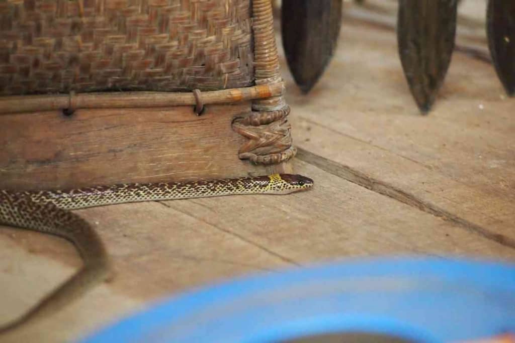 How Long Can A Snake Live Lost In A House How Long Can A Snake Live Lost In A House? (Oh My!)