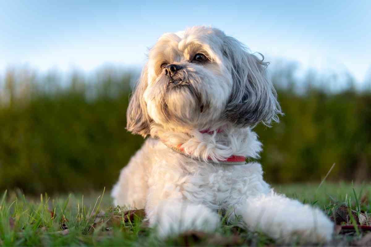 How Long Does It Take To Potty Train A Shih Tzu? - Embora Pets