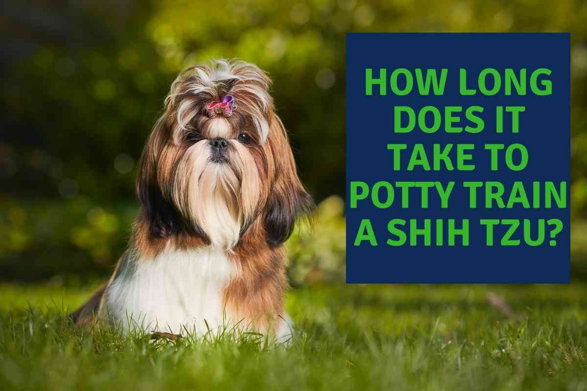 How Long Does It Take To Potty Train A Shih Tzu Embora Pets