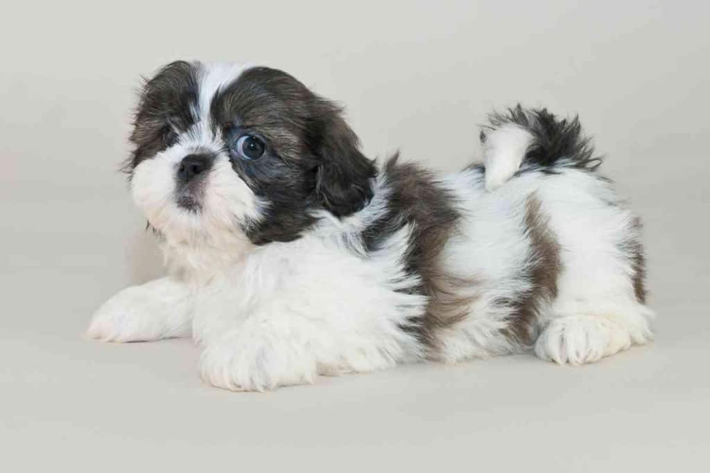 How Much Does A Shih Tzu Cost 1 1 How Much Does A Shih Tzu Cost? Don’t Skimp!
