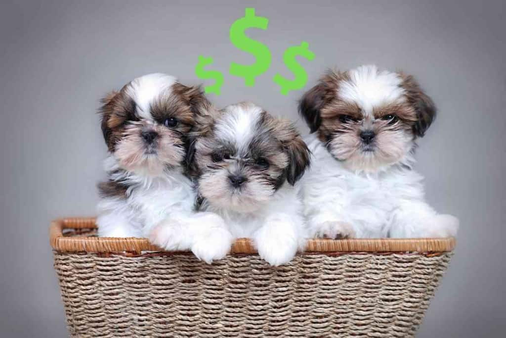 How Much Does A Shih Tzu Cost 1 How Much Does A Shih Tzu Cost? Don’t Skimp!