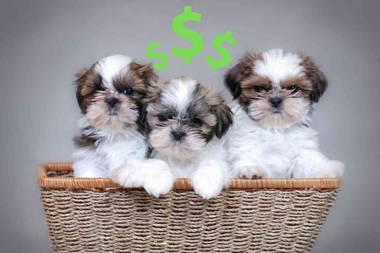 How Much Does A Shih Tzu Cost At Petsmart