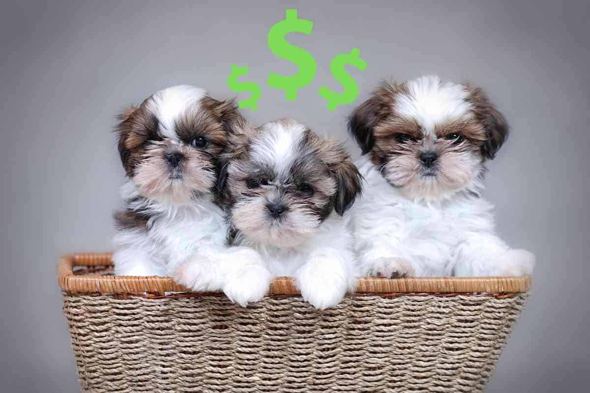 How Much Does A Shih Tzu Cost? Don’t Skimp! Embora Pets