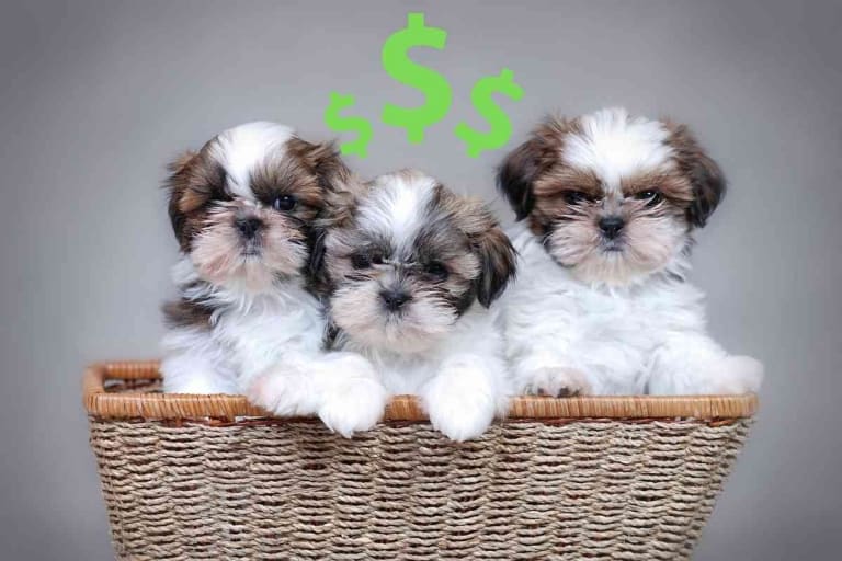 How Much Does A Shih Tzu Cost? Don’t Skimp!