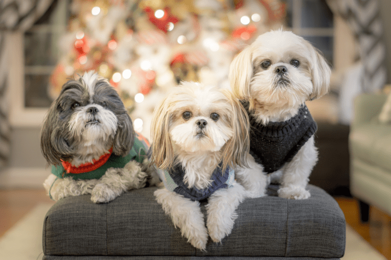 Is A Shih Tzu A Good Family Dog? Why? Embora Pets