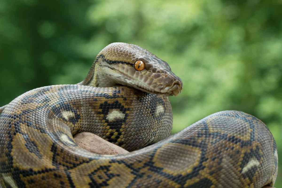 12 Best Large Pet Snake Breeds And How To Keep Them Healthy - Embora Pets