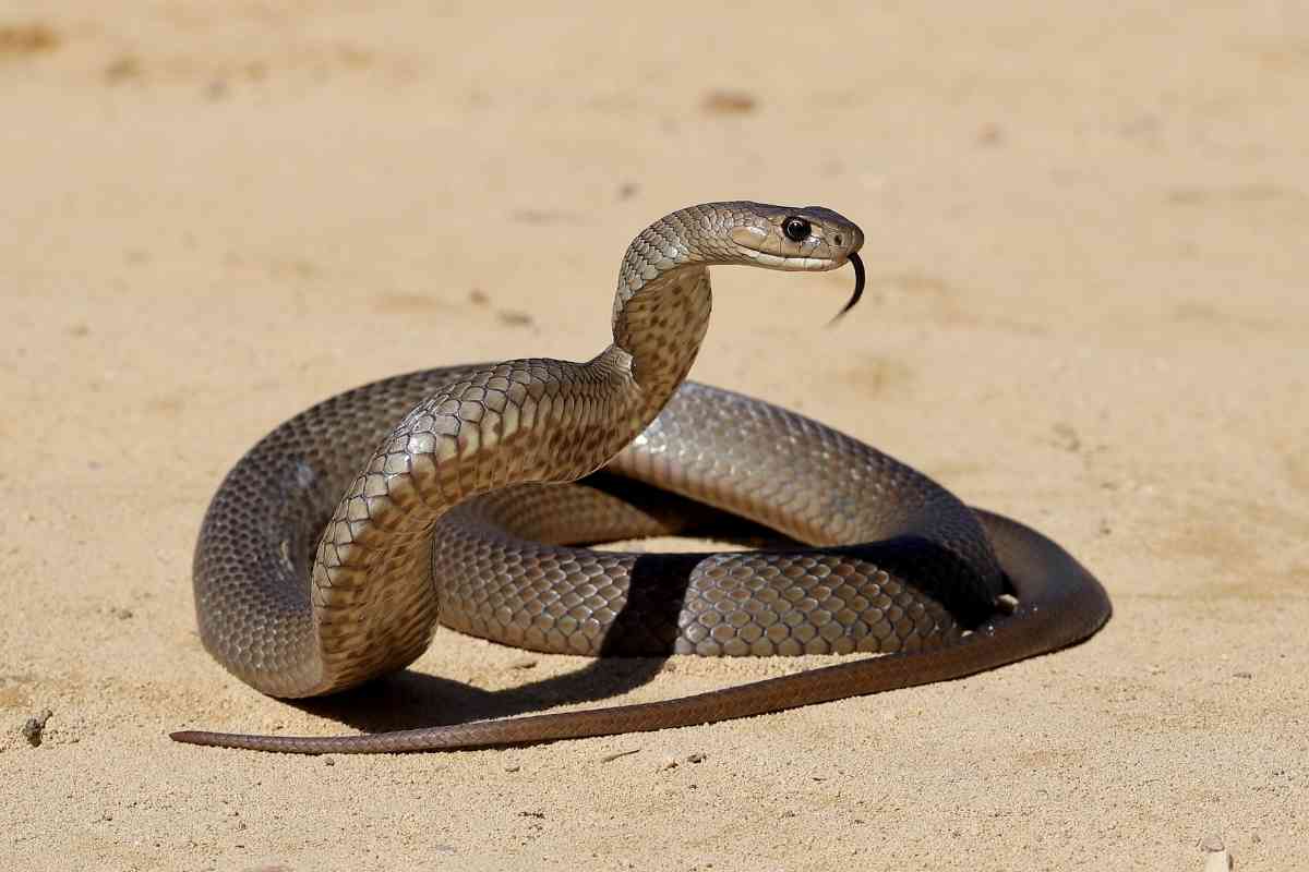 What Happens When A Snake Gets Too Cold? 6 Warning Signs! Embora Pets