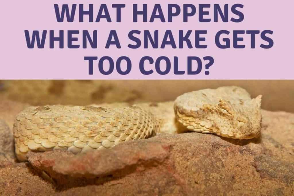 What Happens When A Snake Gets Too Cold 1 What Happens When A Snake Gets Too Cold? 6 Warning Signs!