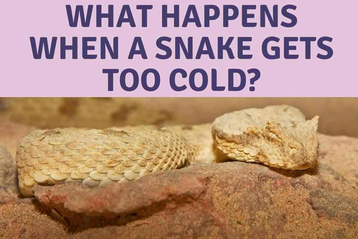 What Happens When A Snake Gets Too Cold? 6 Warning Signs! Embora Pets