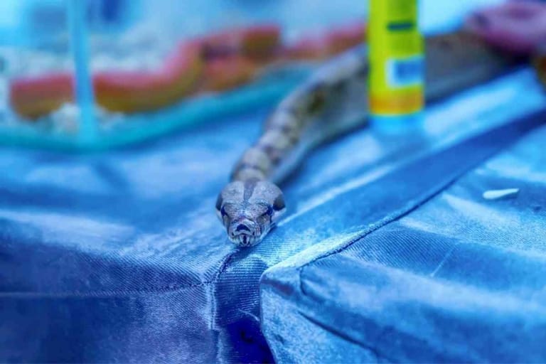 What Is Snake Musk? Is It Bad? Embora Pets