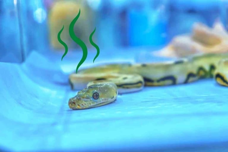 What Is Snake Musk? Is It Bad?