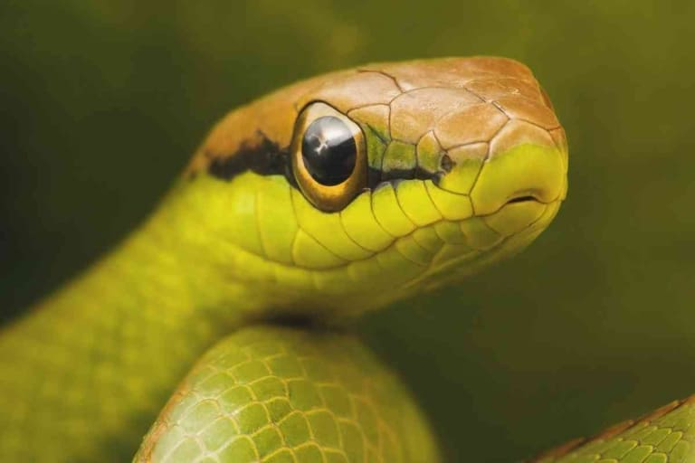 What Snakes Can Live In A 20 Gallon Tank? [Top 3!] Embora Pets