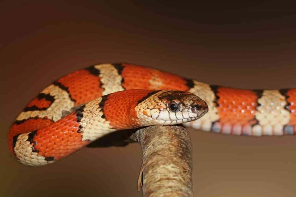 What Snakes Can Live In A 20 Gallon Tank 2 What Snakes Can Live In A 20 Gallon Tank? [Top 3!]