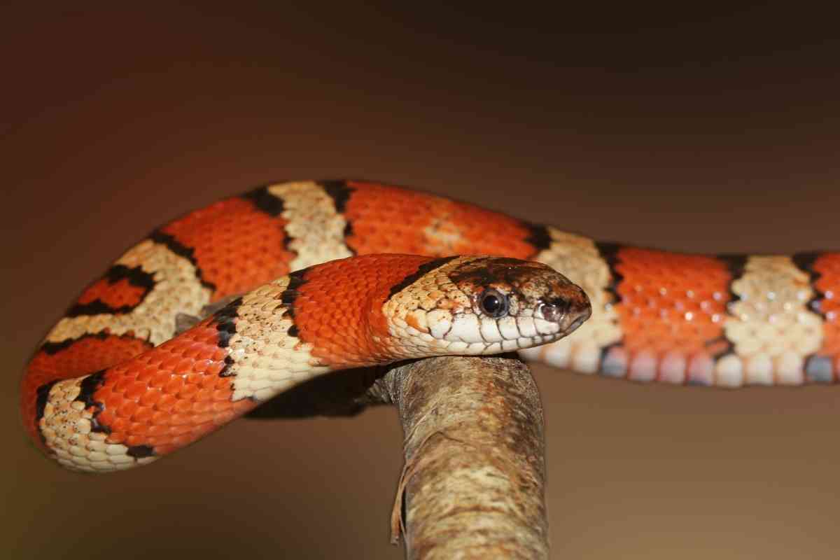 What Snakes Can Live In A 20 Gallon Tank? [Top 3!] Embora Pets